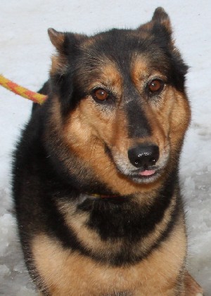 Zena, Adoptable, Adult Female German Shepherd Dog.
