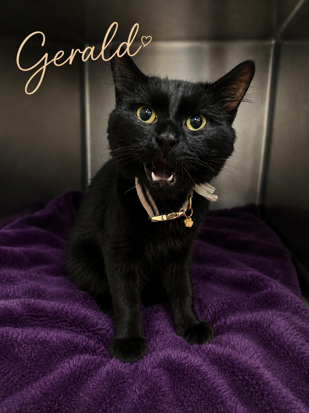 Gerald, ADOPTABLE, Adult Male Domestic Short Hair.