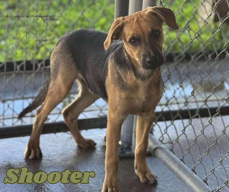 Shooter, Adoptable, Young Male Coonhound.