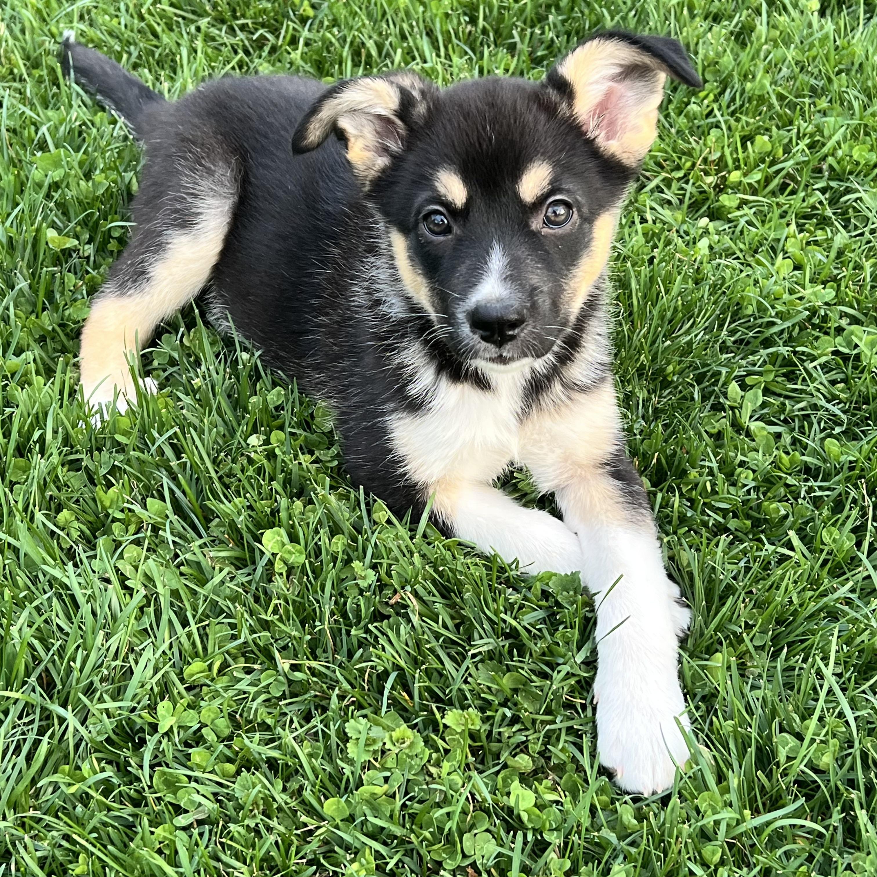 Enlarge Velvet, an adopted mixed breed in Ellicott City, MD image 2/6