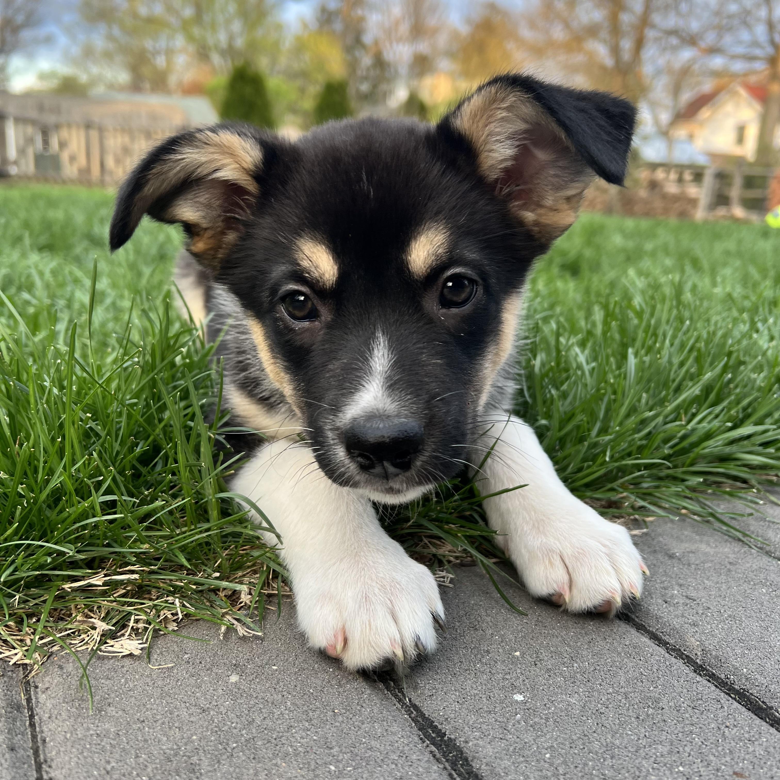 Enlarge Velvet, an adopted mixed breed in Ellicott City, MD image 5/6