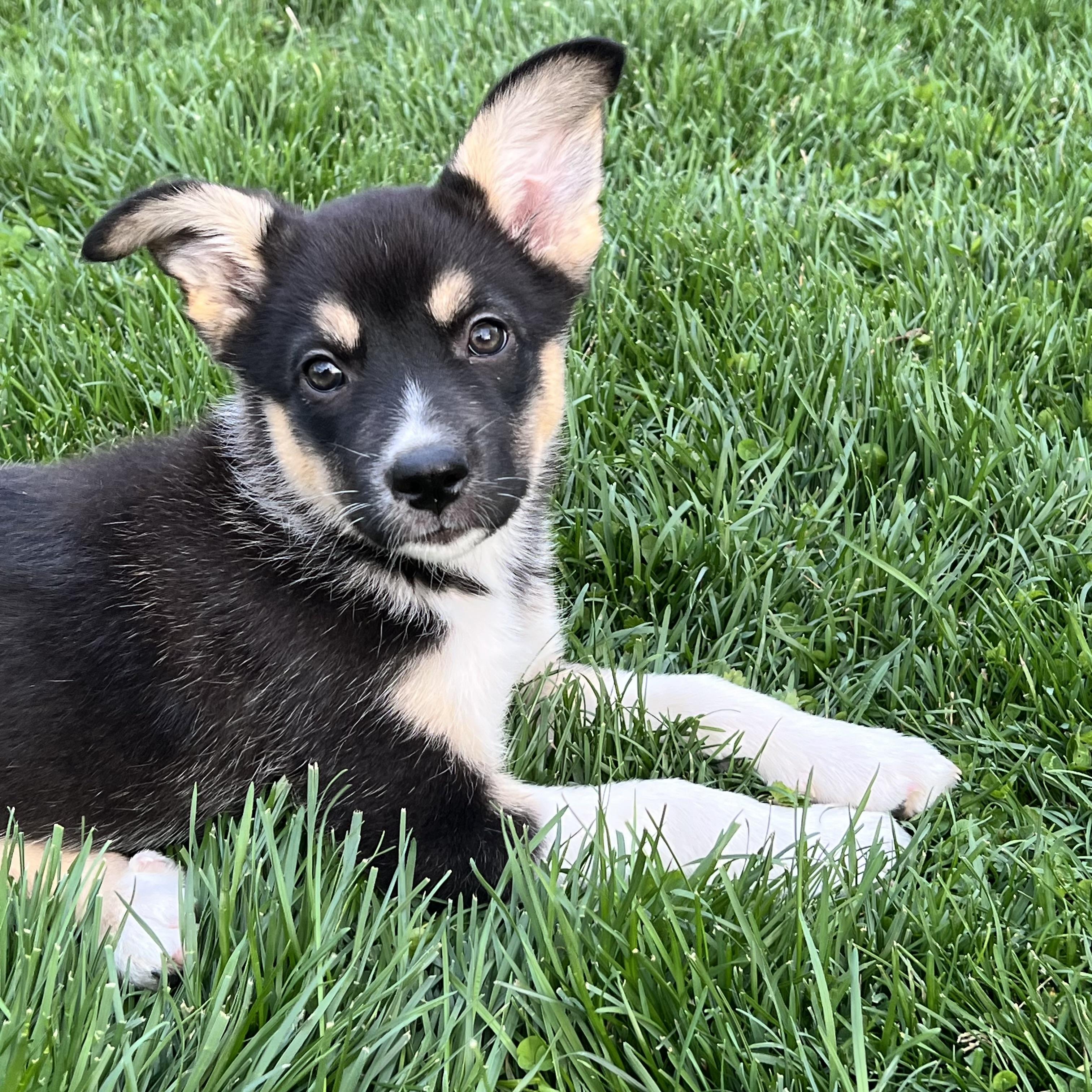 Enlarge Velvet, an adopted mixed breed in Ellicott City, MD image 6/6