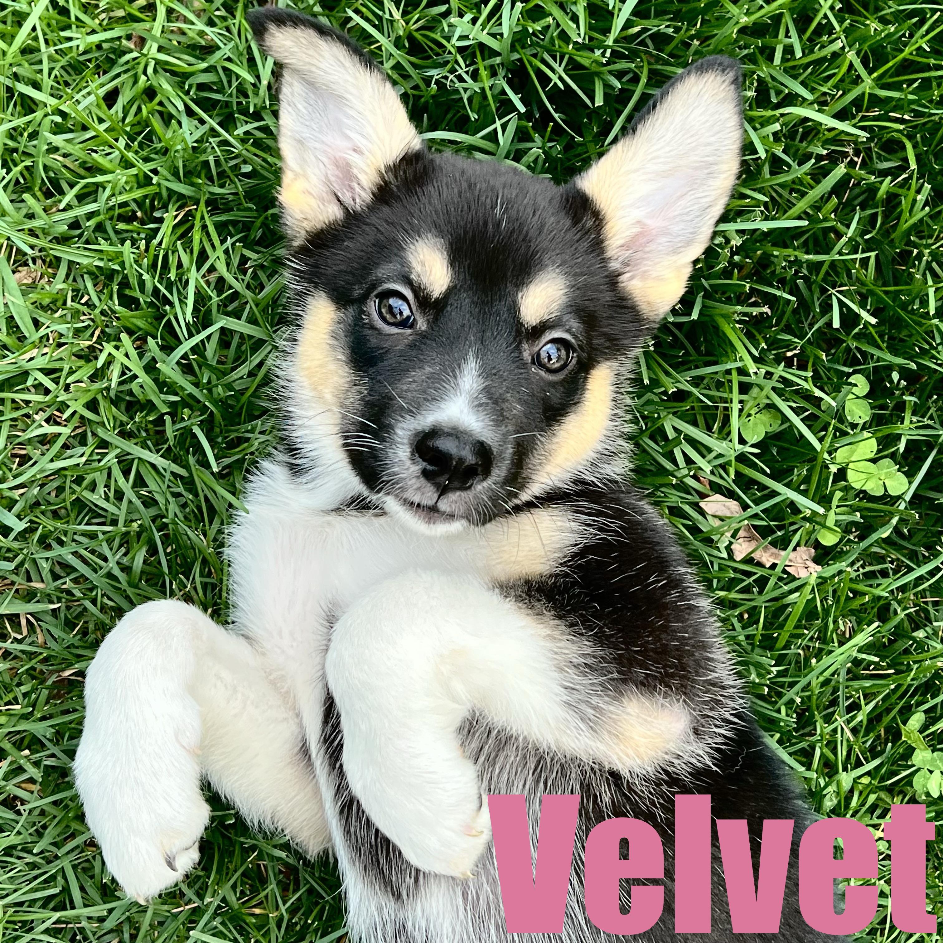 Velvet, adopted, Puppy Female Shepherd & Mixed Breed.