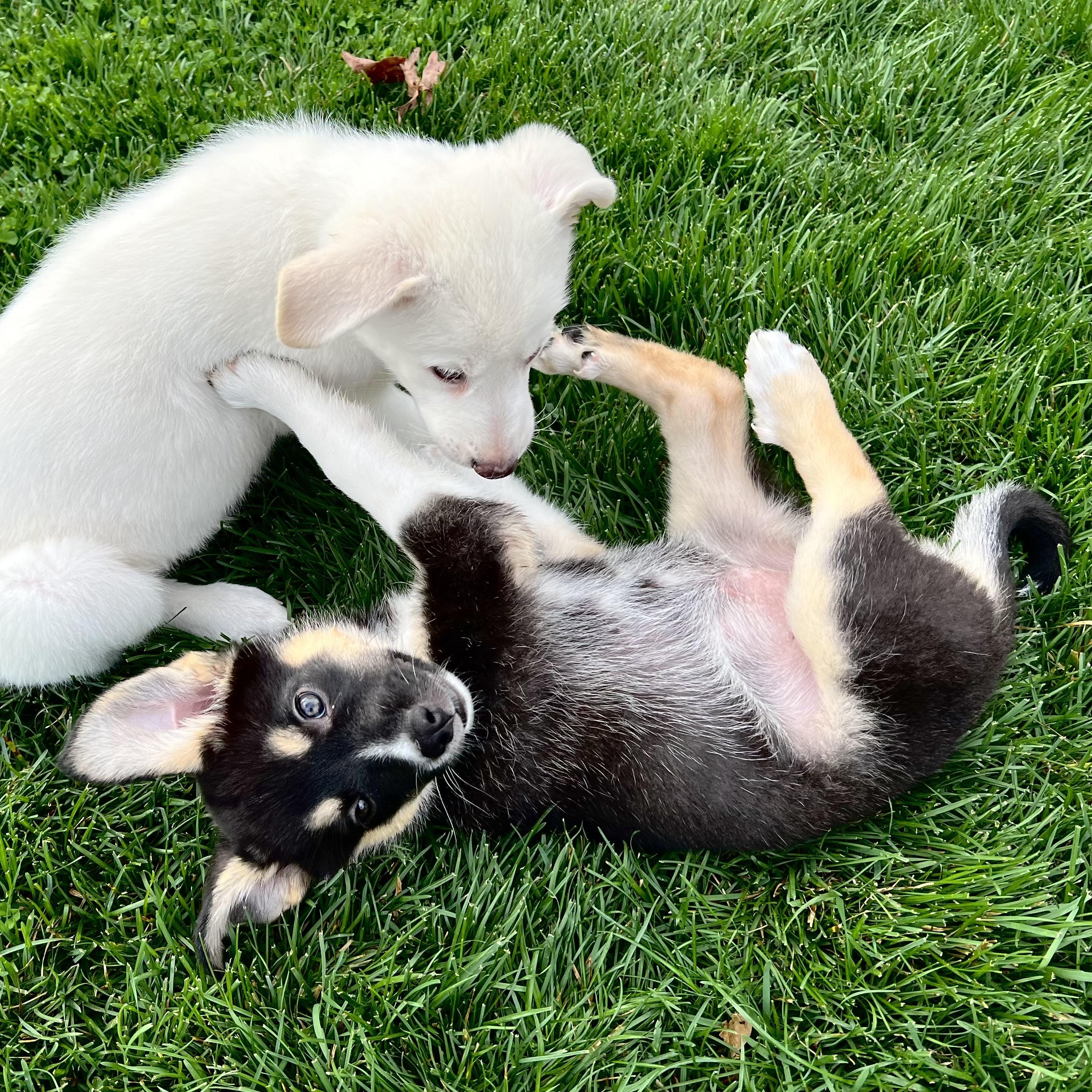 Enlarge Velvet, an adopted mixed breed in Ellicott City, MD image 4/6