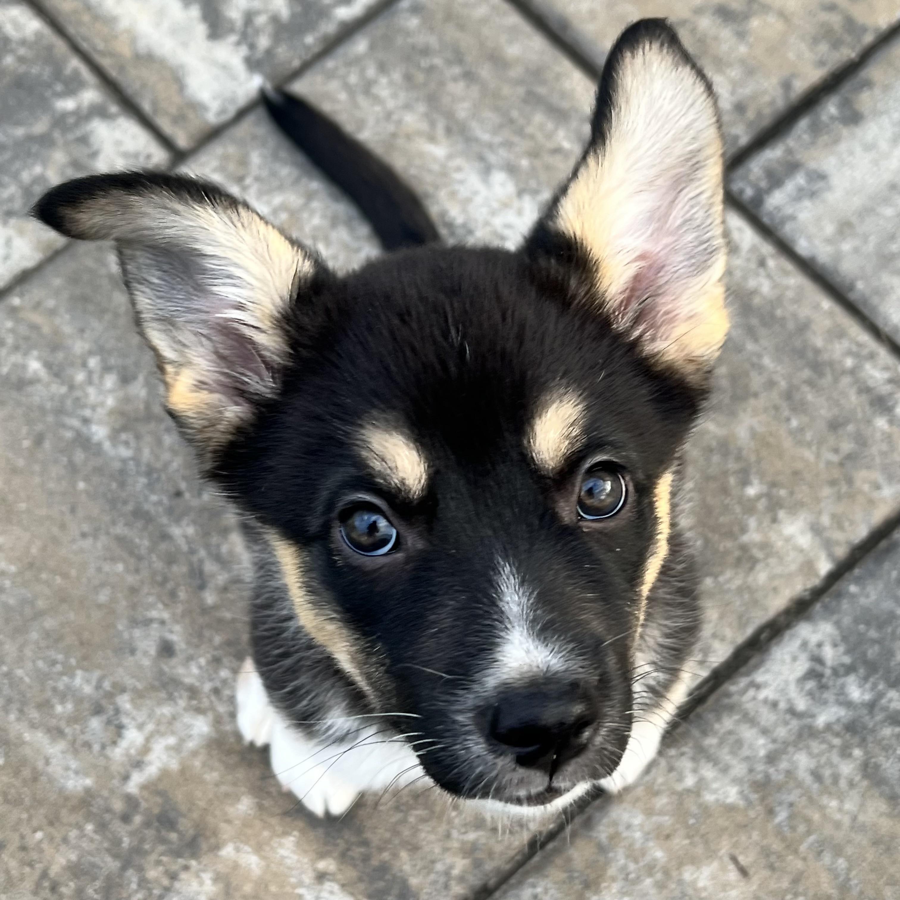 Enlarge Velvet, an adopted mixed breed in Ellicott City, MD image 3/6