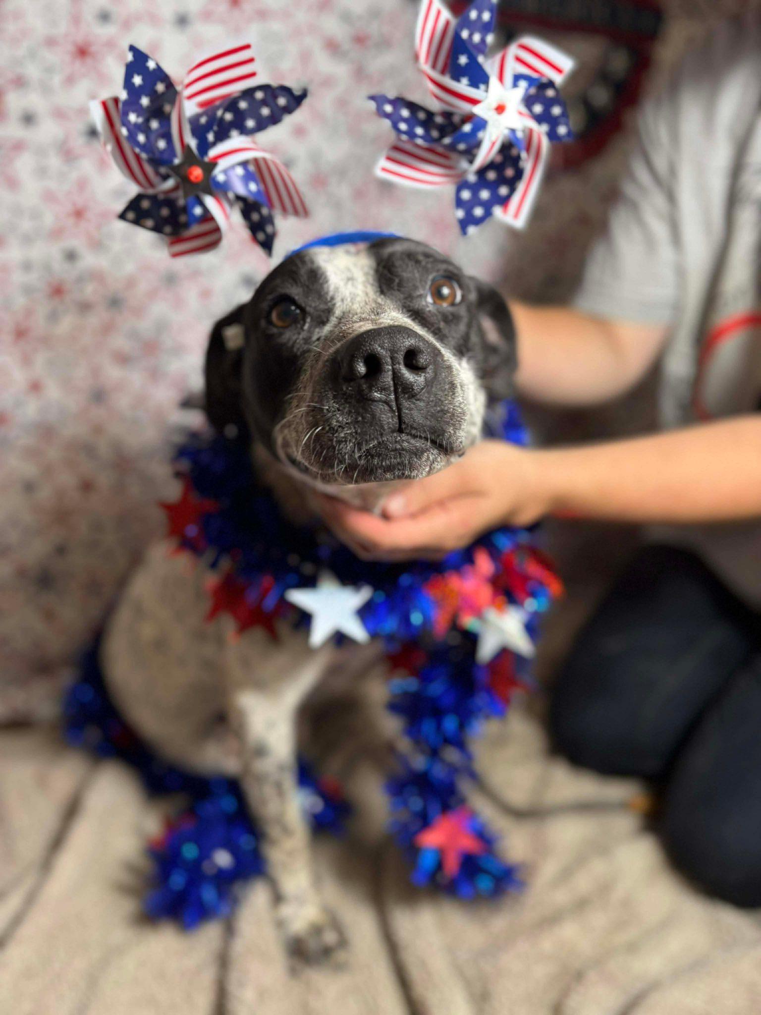 Mister Hank (20251122-02) **Part of a bonded pair** — thumbnail 2