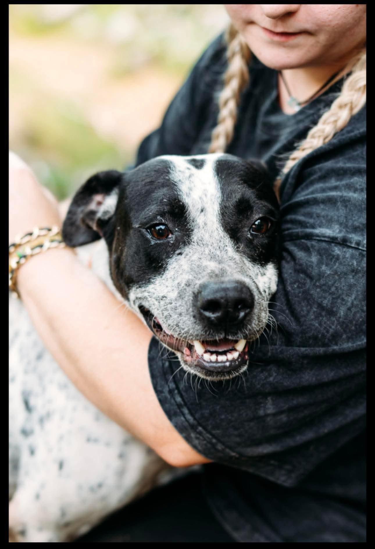 Mister Hank (20251122-02) **Part of a bonded pair** — thumbnail 3