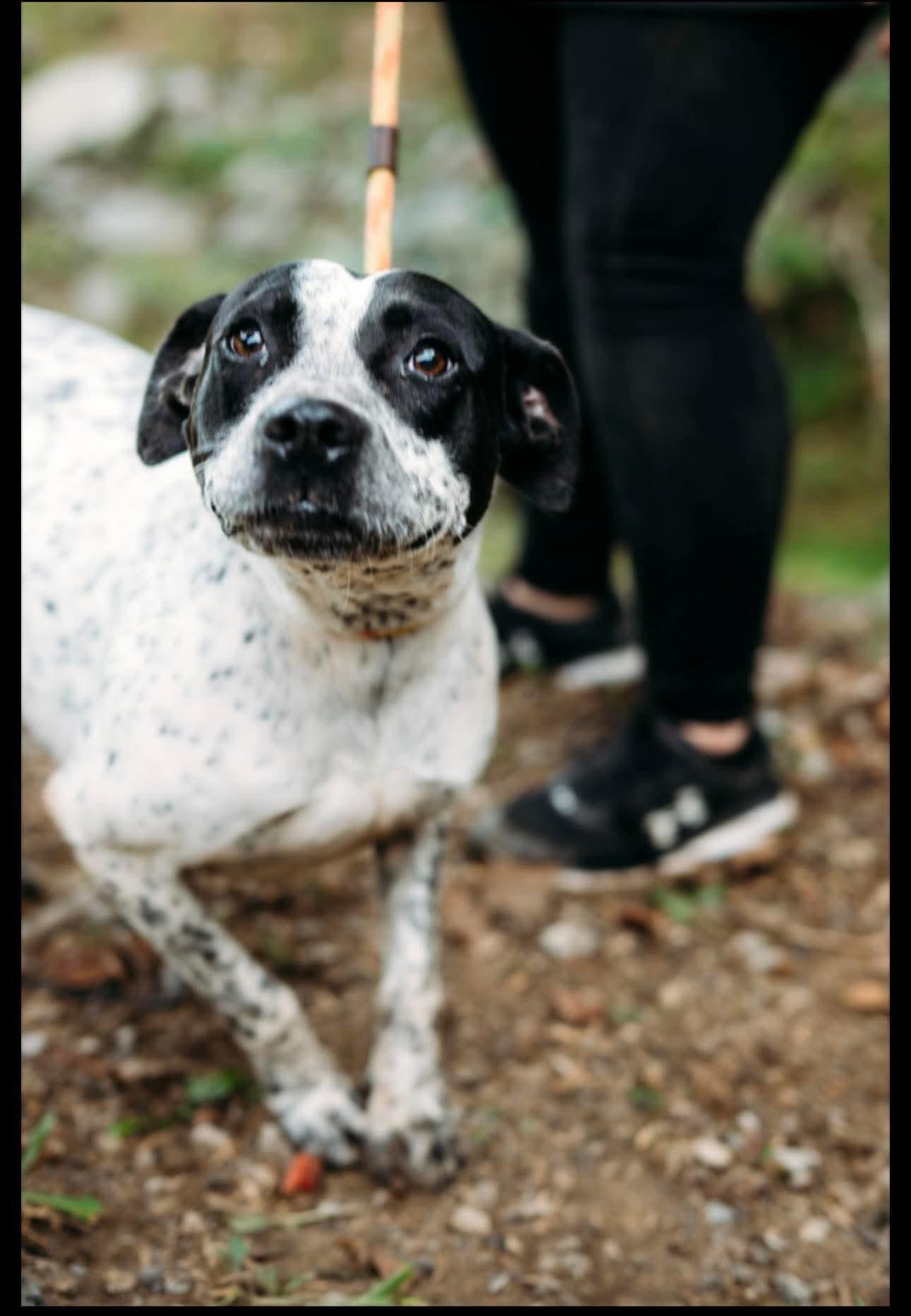 Mister Hank (20251122-02) **Part of a bonded pair** — thumbnail 5