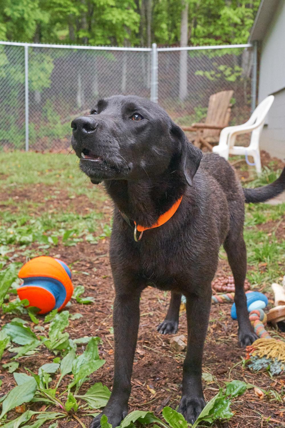 Wesson, an adopted mixed breed in Floyd, VA image 2/4