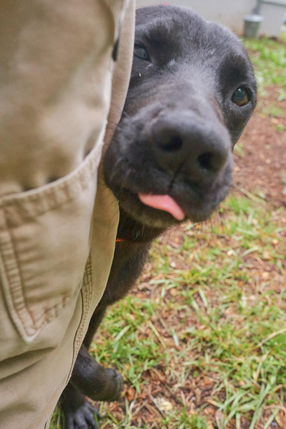 Wesson, an adopted mixed breed in Floyd, VA image 3/4