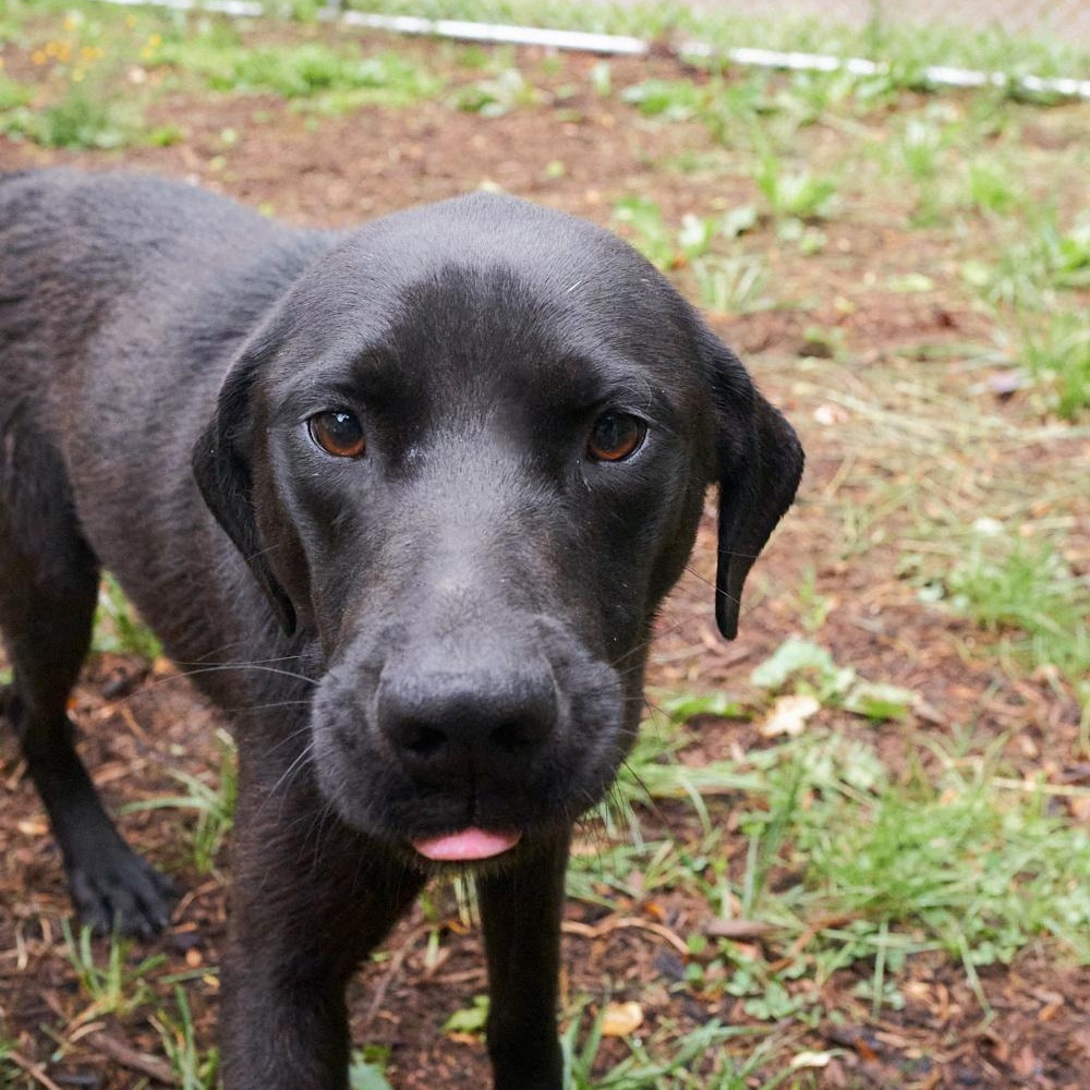 Wesson, an adopted mixed breed in Floyd, VA image 1/4