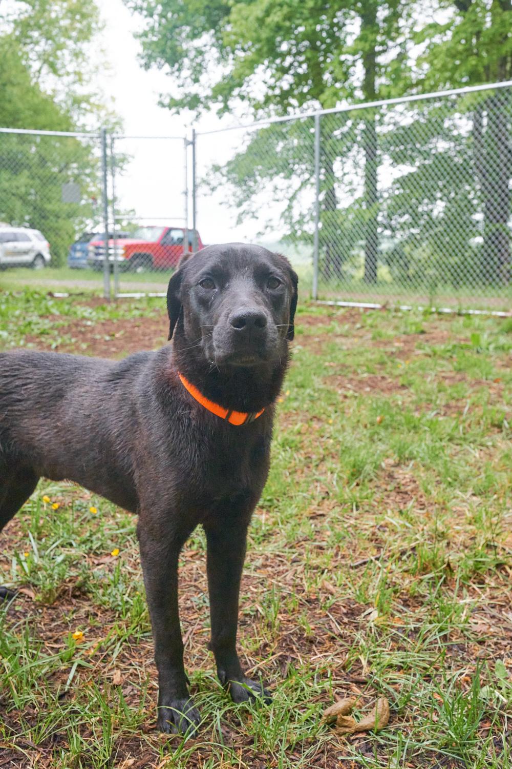 Wesson, an adopted mixed breed in Floyd, VA image 4/4
