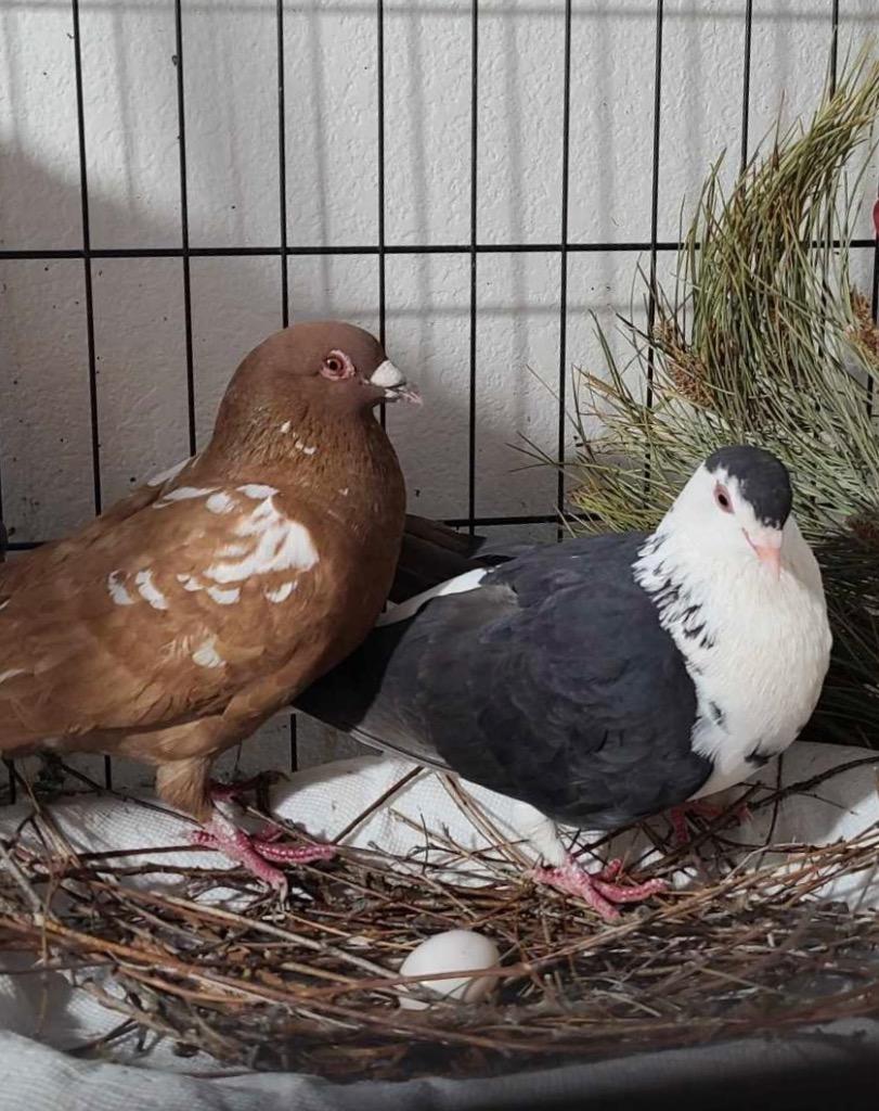 Enlarge Oreo w/ Cocoa, a Adoptable Pigeon in San Francisco, CA image 3/4