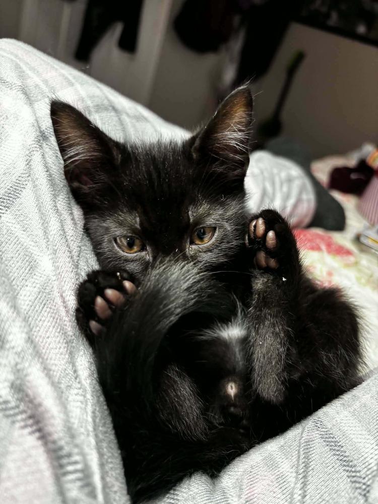Enlarge Archie, a Adoptable Domestic Short Hair in Topeka, KS image 2/3