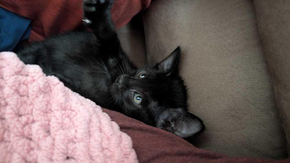 Enlarge Archie, a Adoptable Domestic Short Hair in Topeka, KS image 3/3