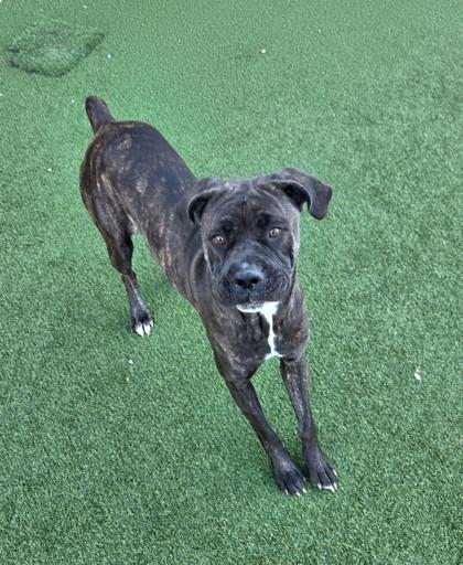 Enlarge Sybil, a Adoptable mixed breed in Independence, MO image 1/3