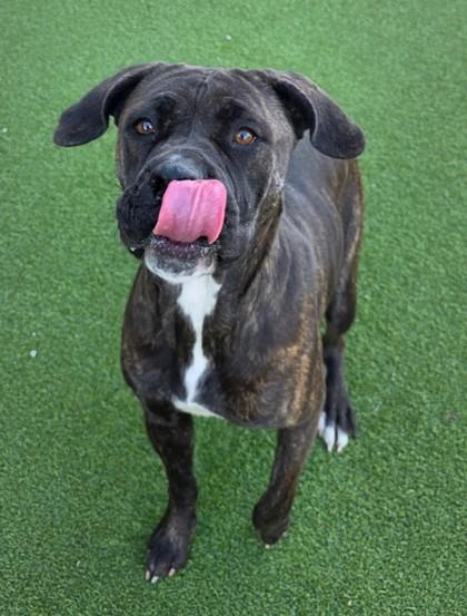 Enlarge Sybil, a Adoptable mixed breed in Independence, MO image 2/3