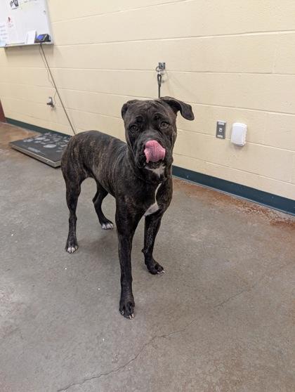 Enlarge Sybil, a Adoptable mixed breed in Independence, MO image 3/3