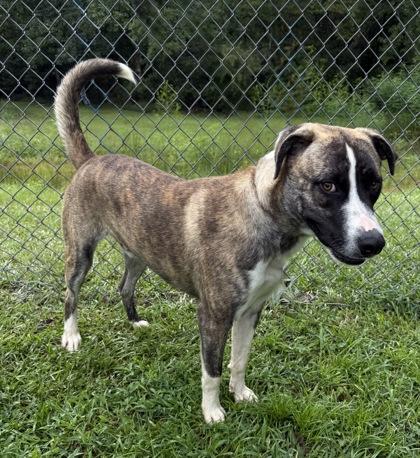Wally, Adoptable, Puppy Male Siberian Husky & Mixed Breed.