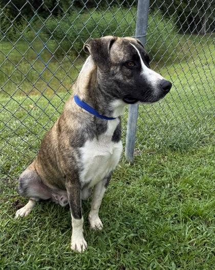 Enlarge Wally, a Adoptable mixed breed in Conway, SC image 2/3