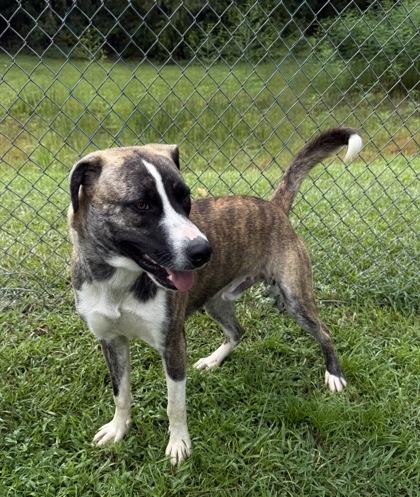 Enlarge Wally, a Adoptable mixed breed in Conway, SC image 3/3