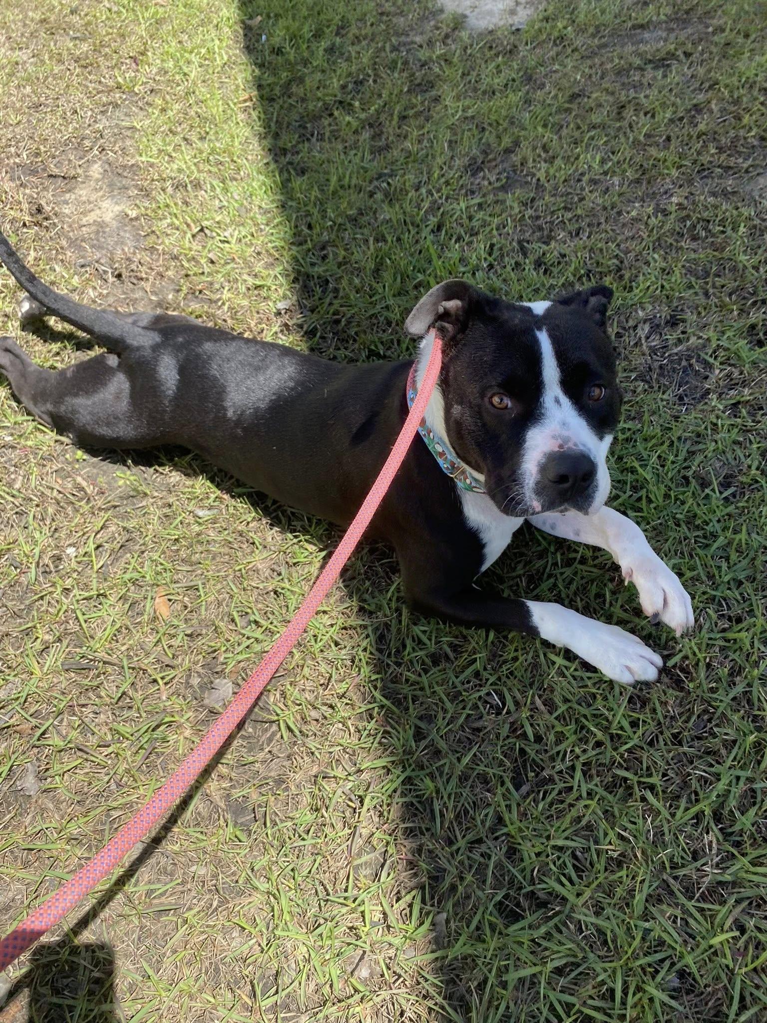 Myrtle, Adopted, Young Female Mixed Breed.