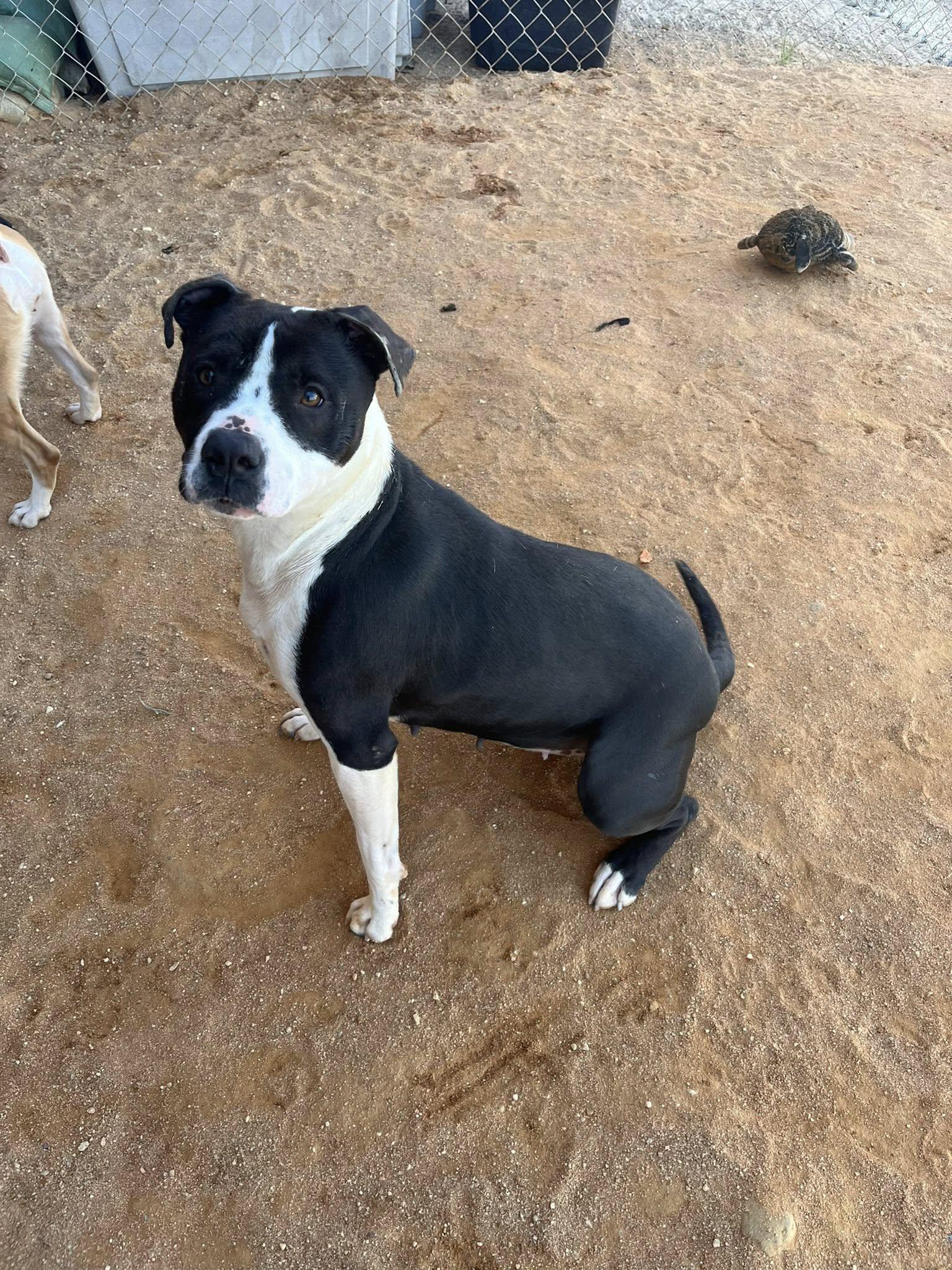 Enlarge Myrtle, a Adopted mixed breed in Mullins, SC image 2/2