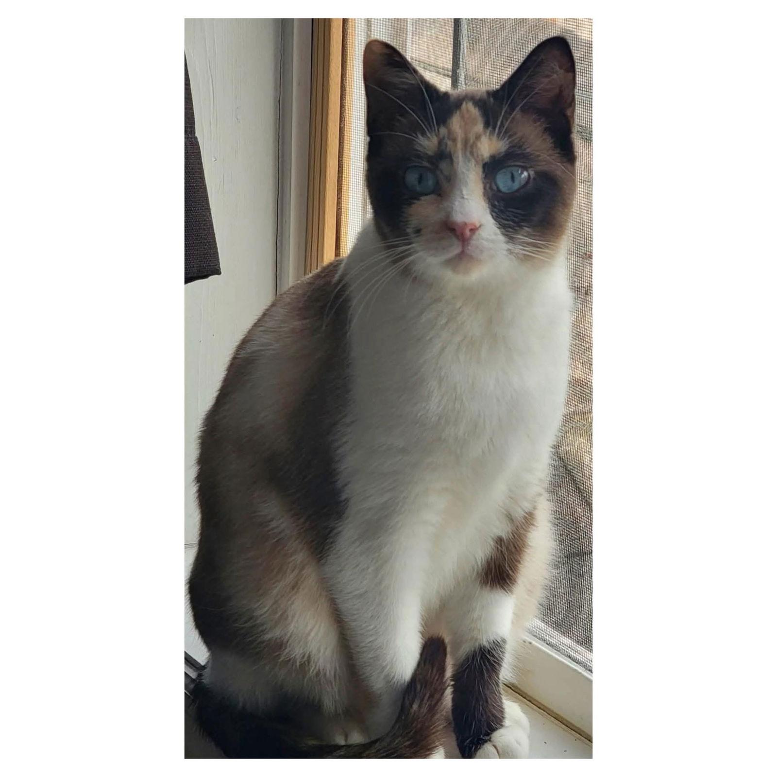 Enlarge Marilyn, a Adoptable Siamese in Fenton, MO image 1/1