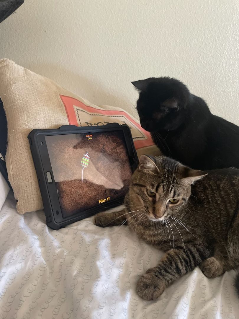 Enlarge ABEL, a Adoptable mixed breed in HEMET, CA image 2/6