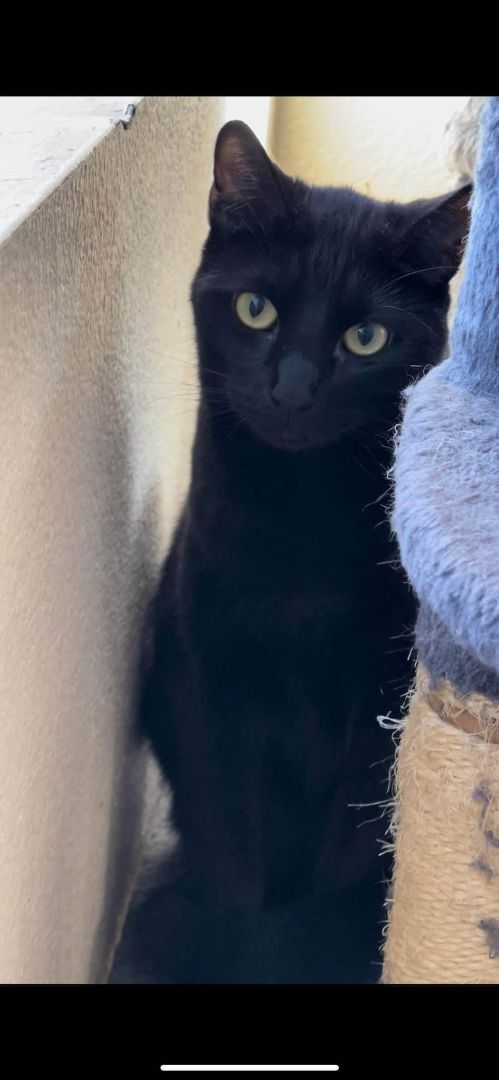 Enlarge ABEL, a Adoptable mixed breed in HEMET, CA image 3/6