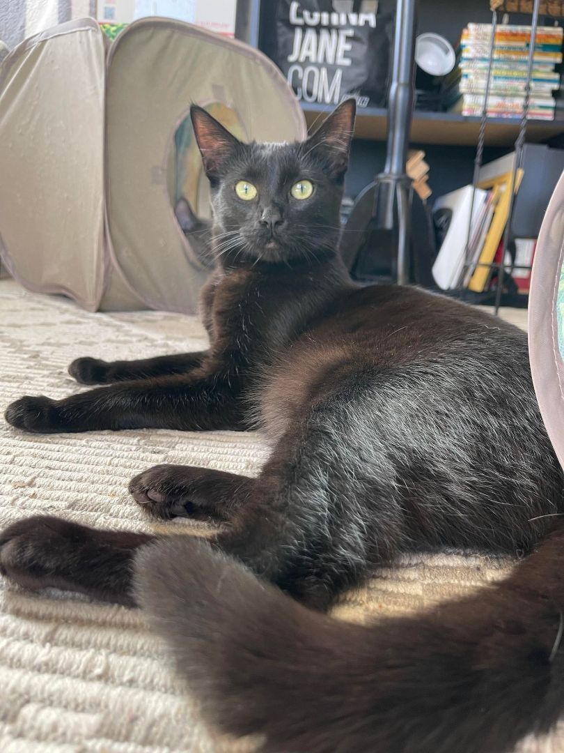 Enlarge ABEL, a Adoptable mixed breed in HEMET, CA image 4/6