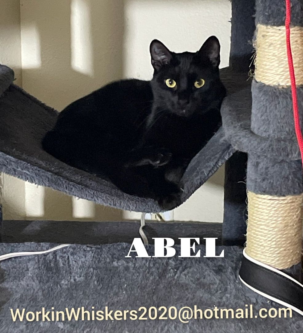 Enlarge ABEL, a Adoptable mixed breed in HEMET, CA image 6/6