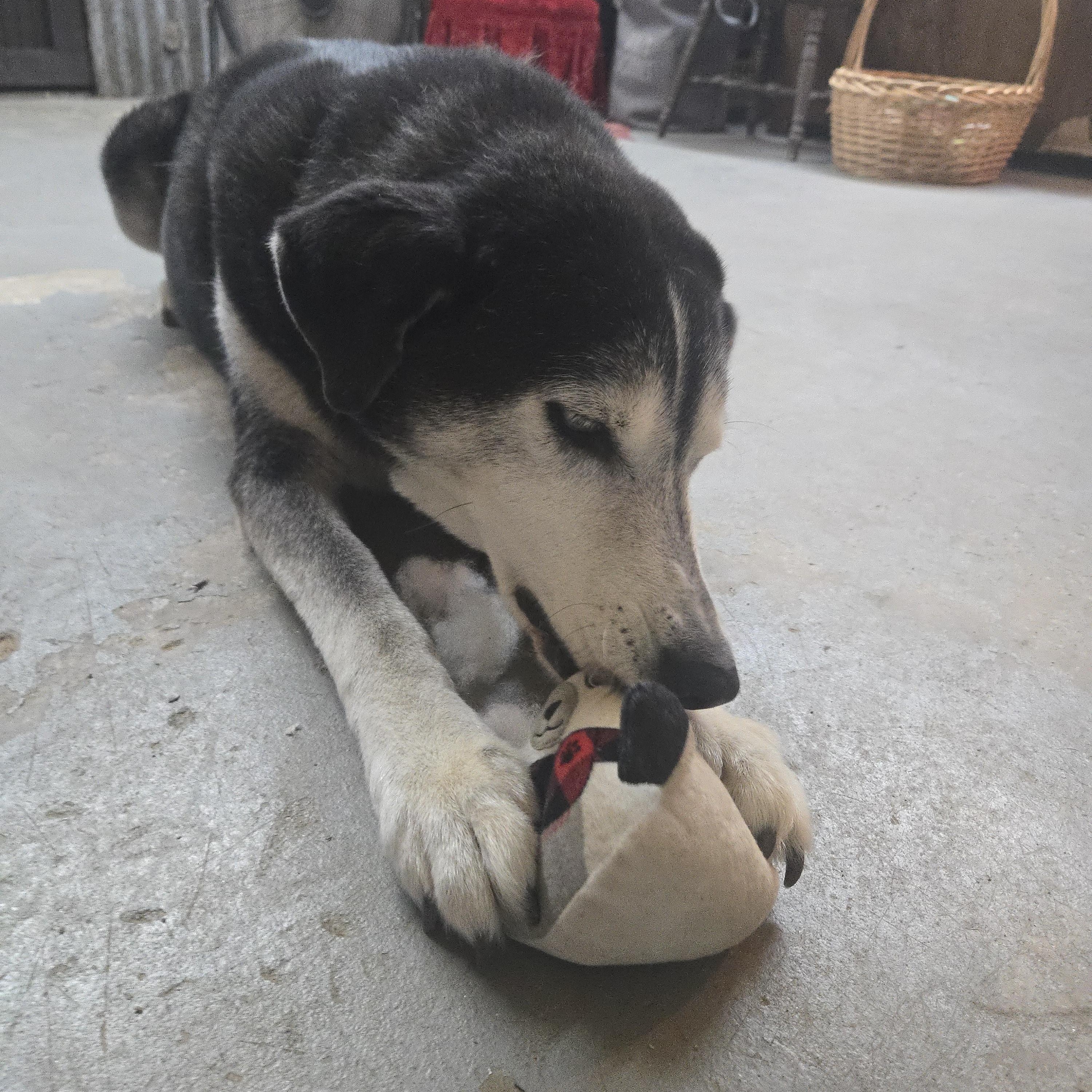 Enlarge RALPHIE, a Adoptable Husky in Prescott, AZ image 4/5