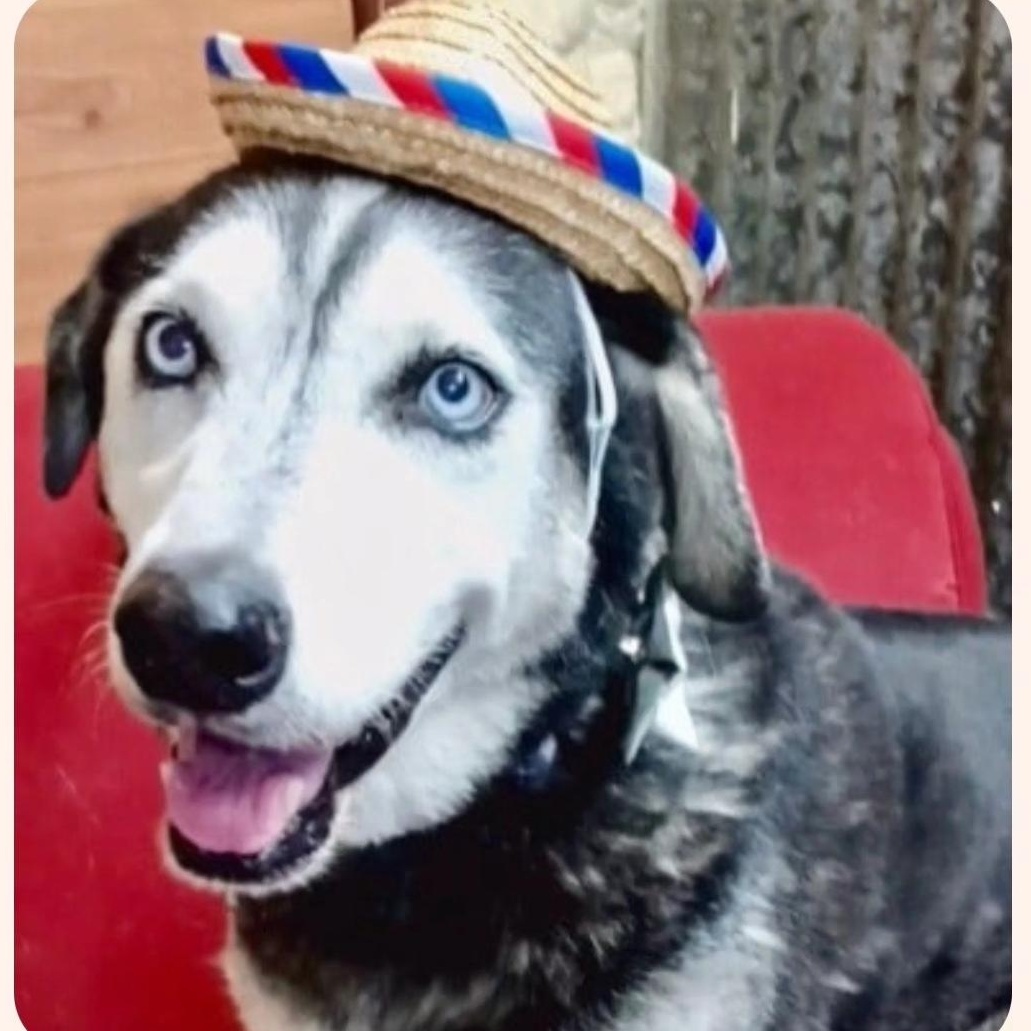 RALPHIE, Adoptable, Senior Male Husky.