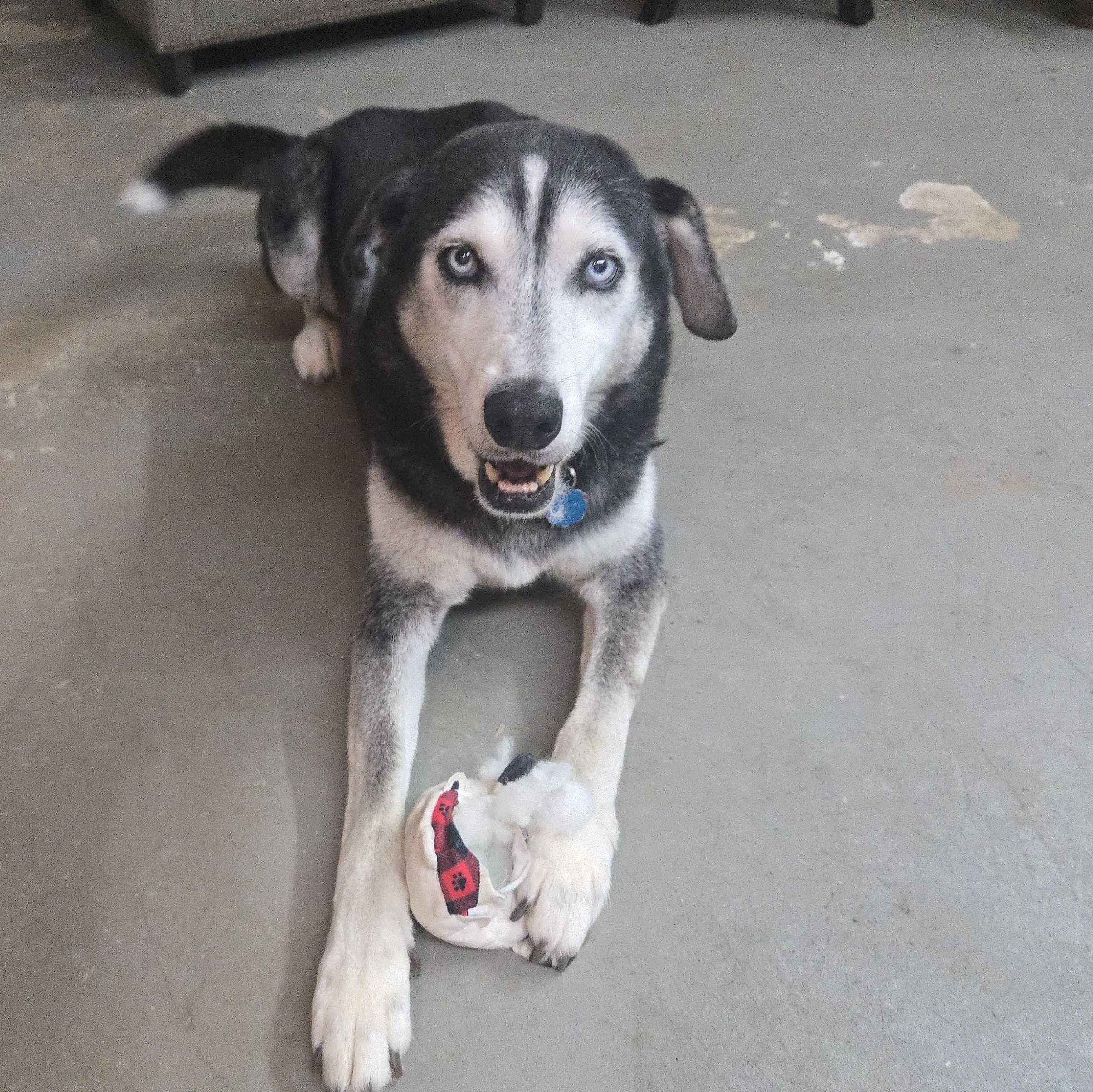 Enlarge RALPHIE, a Adoptable Husky in Prescott, AZ image 3/5