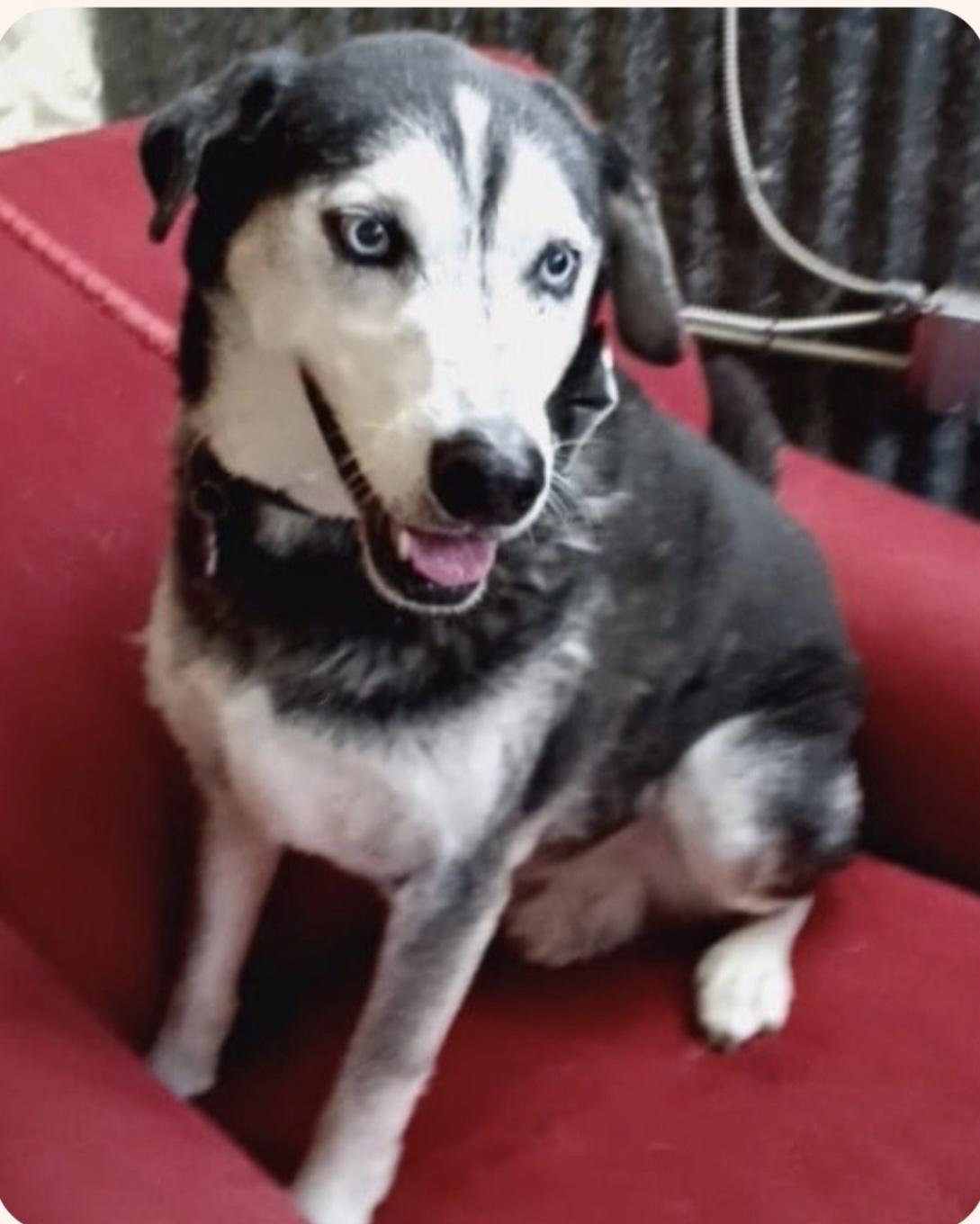 Enlarge RALPHIE, a Adoptable Husky in Prescott, AZ image 1/5