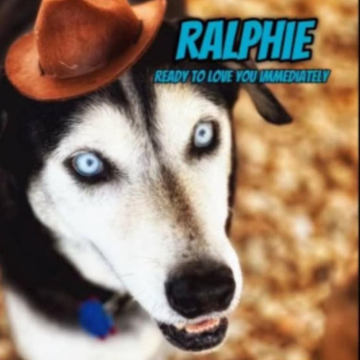 Enlarge RALPHIE, a Adoptable Husky in Prescott, AZ image 5/5