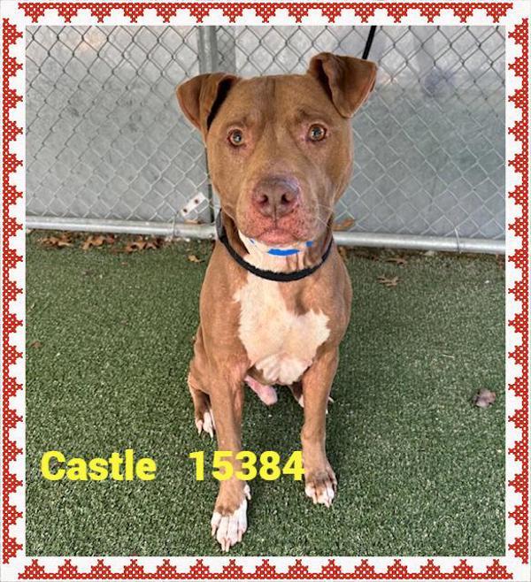 Enlarge Castle (52), a Adoptable mixed breed in Marietta, GA image 1/2