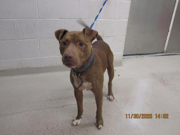 Enlarge Castle (52), a Adoptable mixed breed in Marietta, GA image 2/2