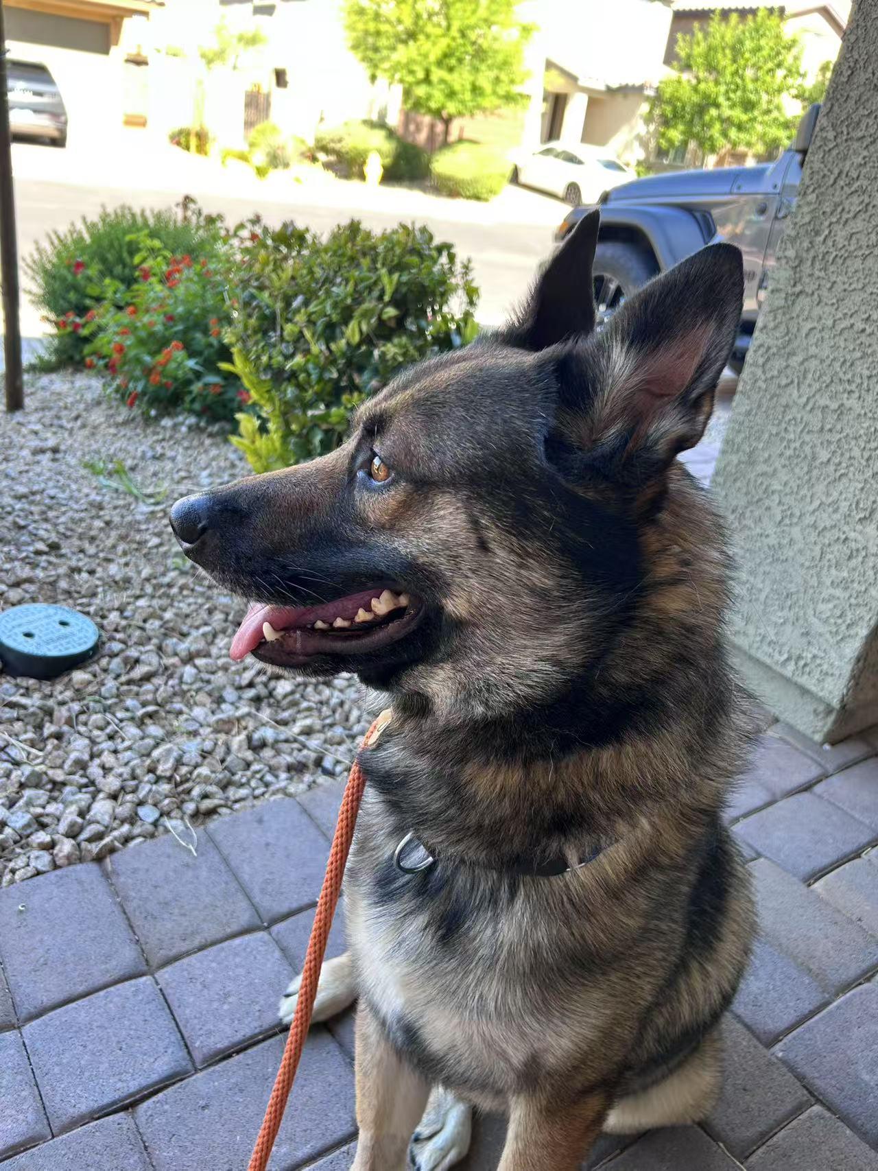 Michael, a Adopted German Shepherd Dog in Las Vegas , NV image 2/5