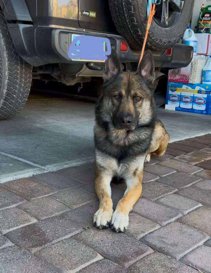 Michael, a Adopted German Shepherd Dog in Las Vegas , NV image 3/5