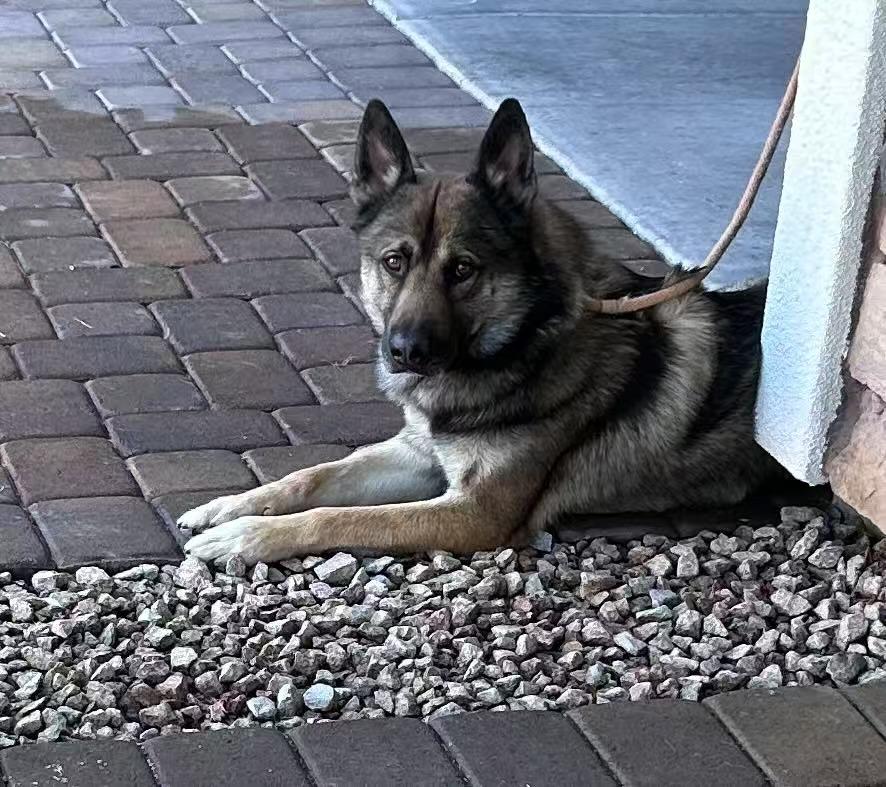 Michael, a Adopted German Shepherd Dog in Las Vegas , NV image 4/5