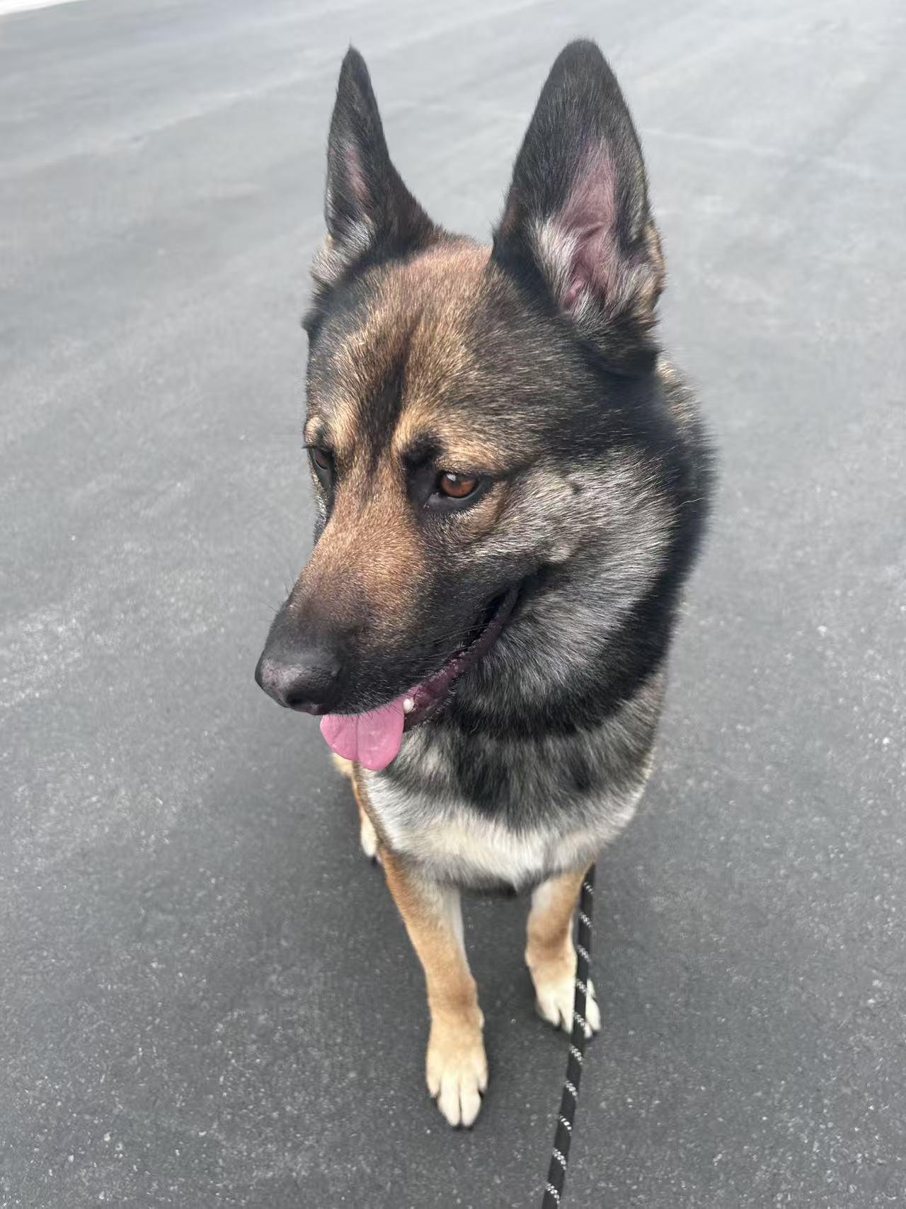 Michael, Young Male German Shepherd Dog