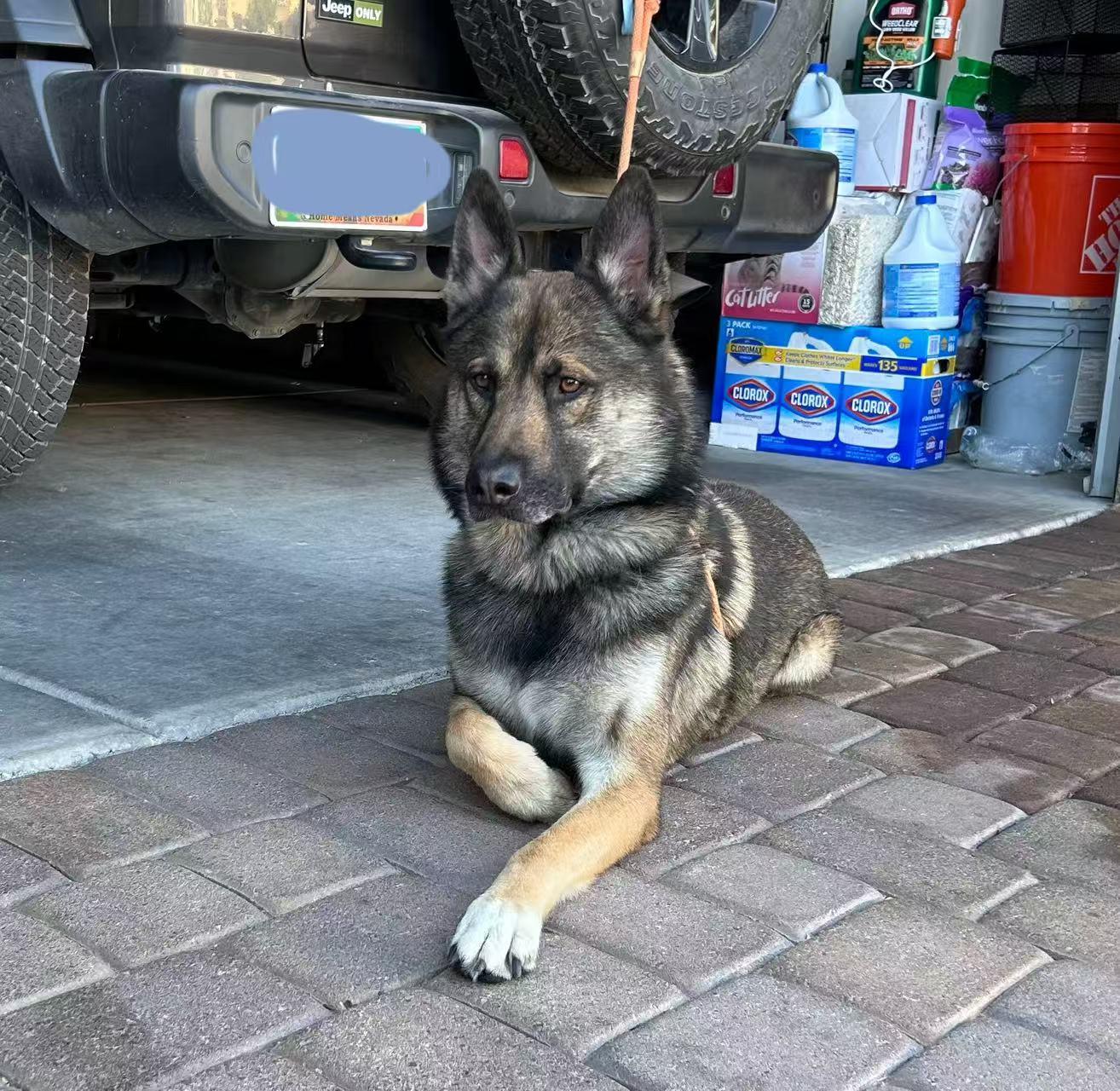 Michael, a Adopted German Shepherd Dog in Las Vegas , NV image 5/5