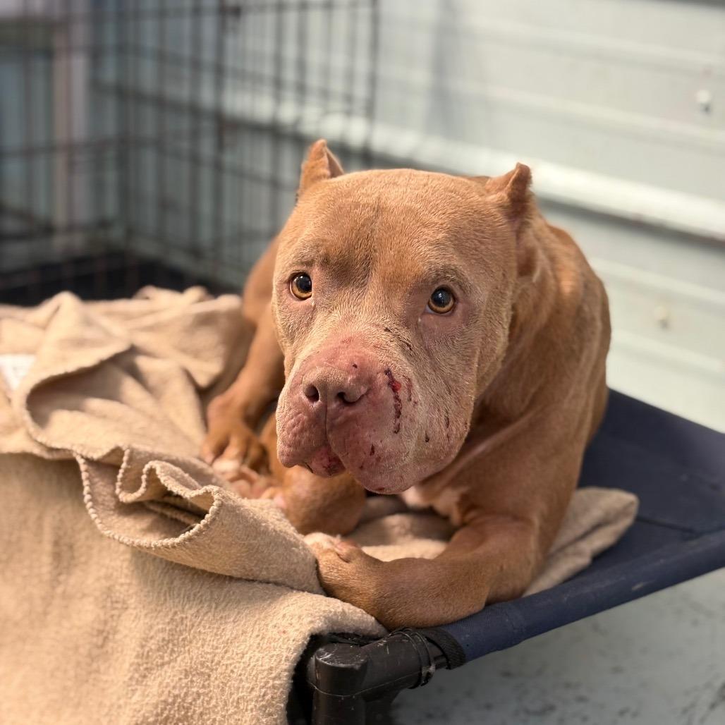 Enlarge Blanche, a ADOPTABLE mixed breed in Mullins, SC image 3/3