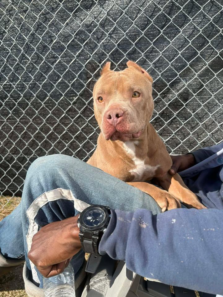 Enlarge Blanche, a ADOPTABLE mixed breed in Mullins, SC image 2/3