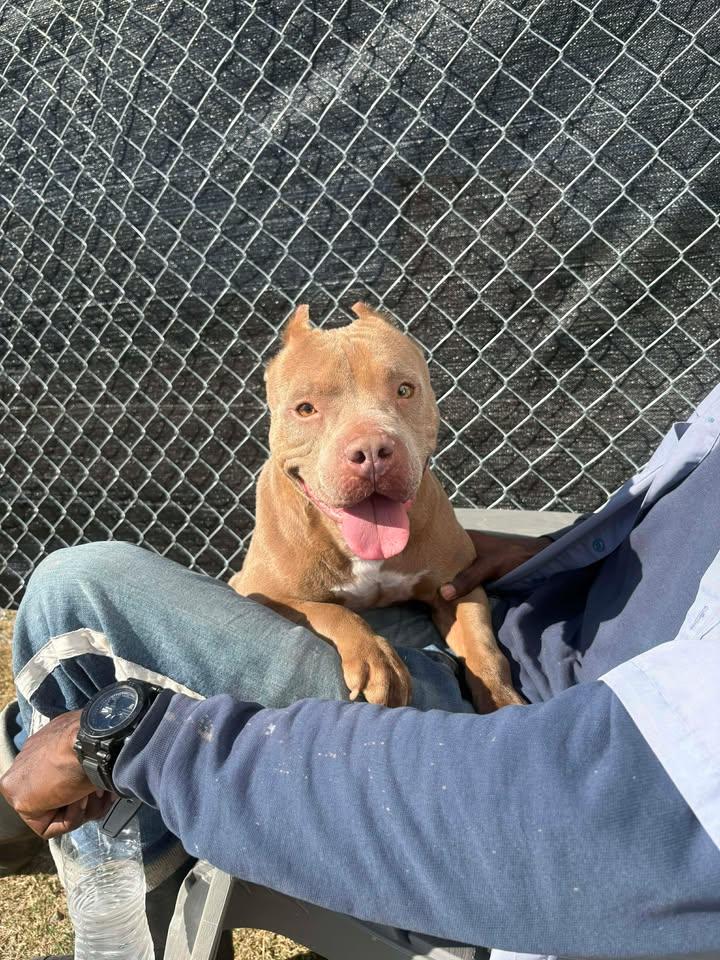 Blanche, ADOPTABLE, Adult Female Mixed Breed.