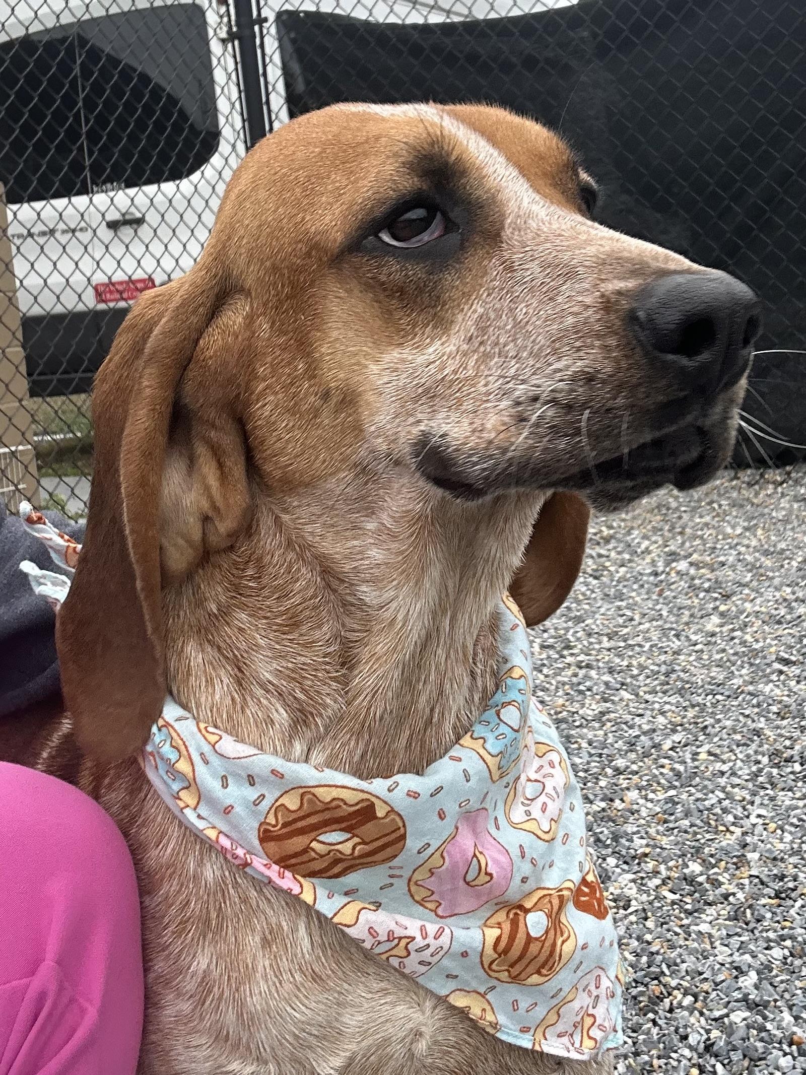 May-Belle, a Adoptable Redbone Coonhound in Marion, NC image 2/5