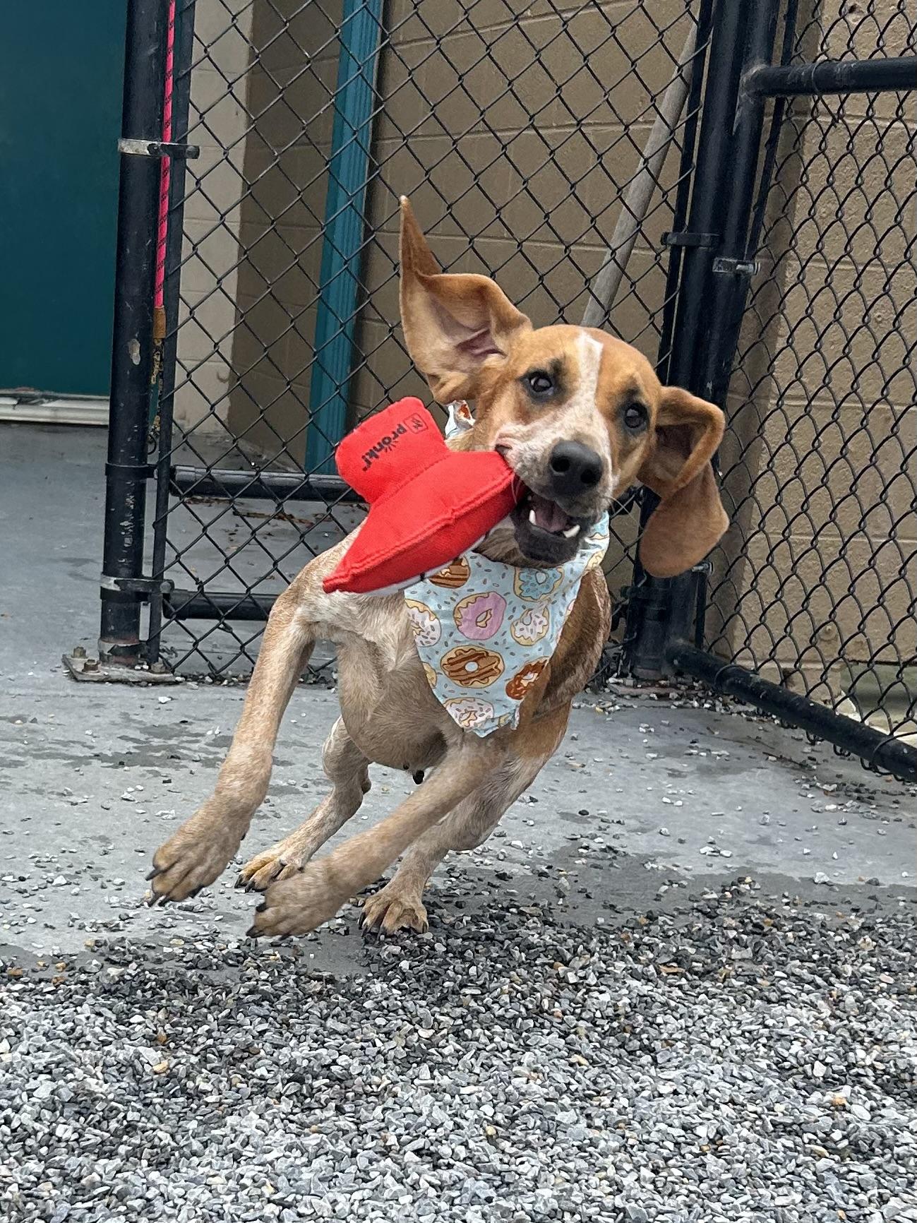 May-Belle, a Adoptable Redbone Coonhound in Marion, NC image 1/5