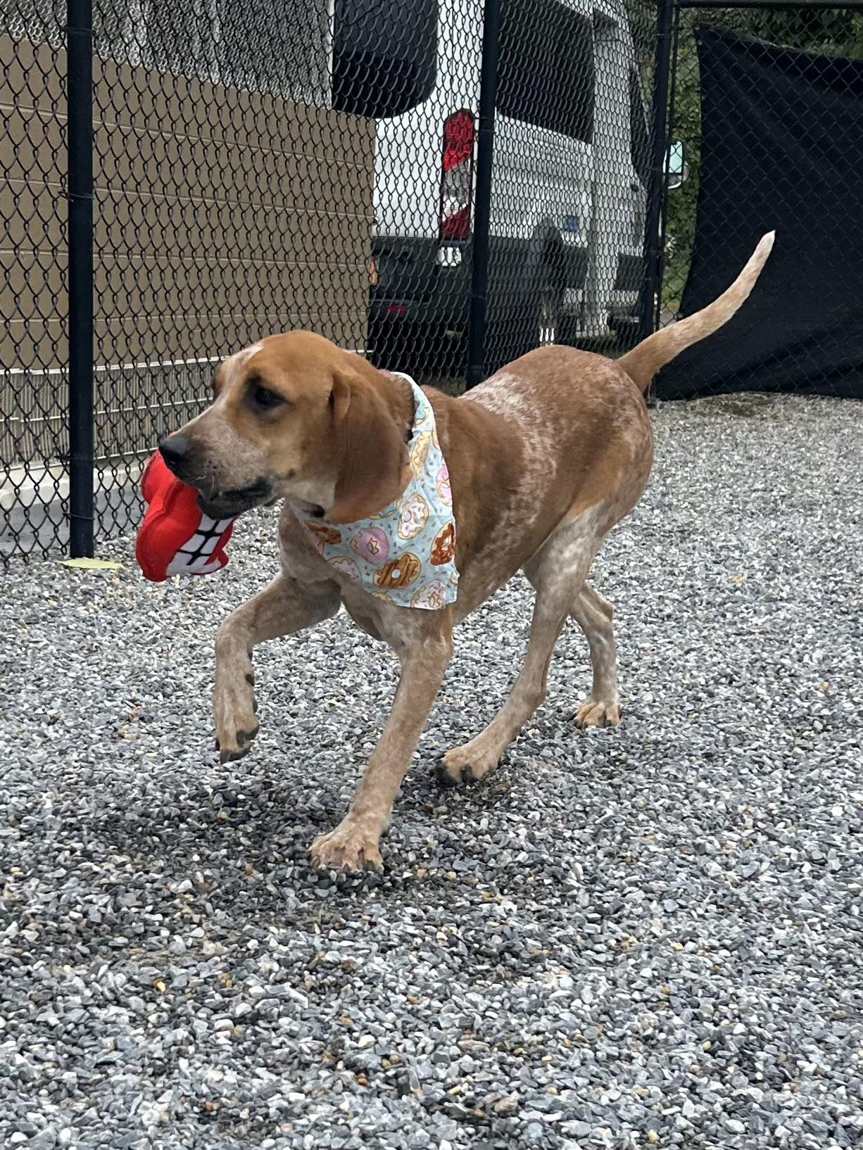 May-Belle, a Adoptable Redbone Coonhound in Marion, NC image 3/5